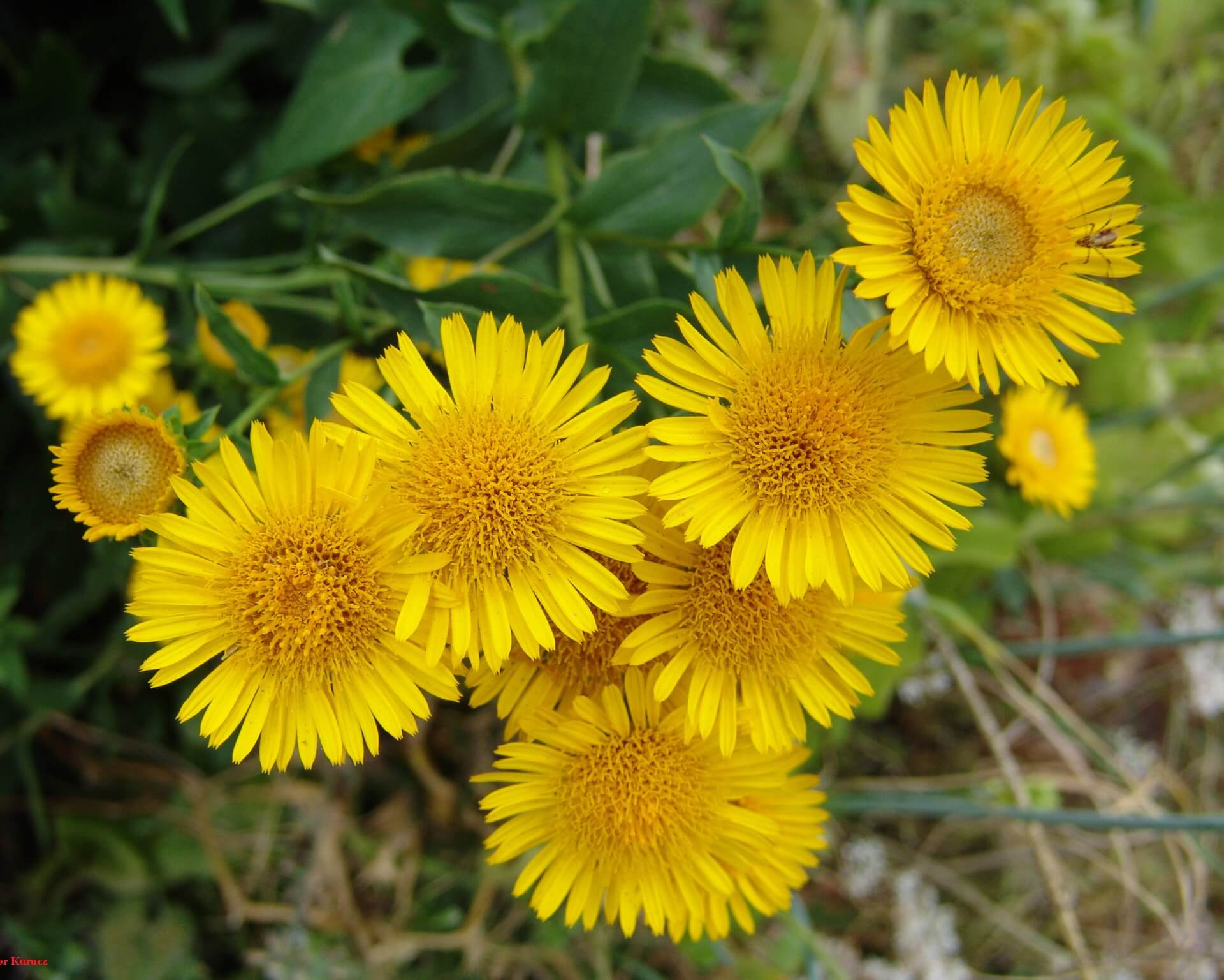 Цветы Лекарственные Желтые