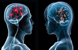 Головной мозг развит одинаково у женщин и мужчин