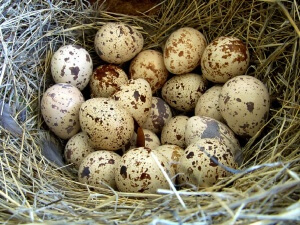 Перепелиные яйца содержат большое количество аминокислот